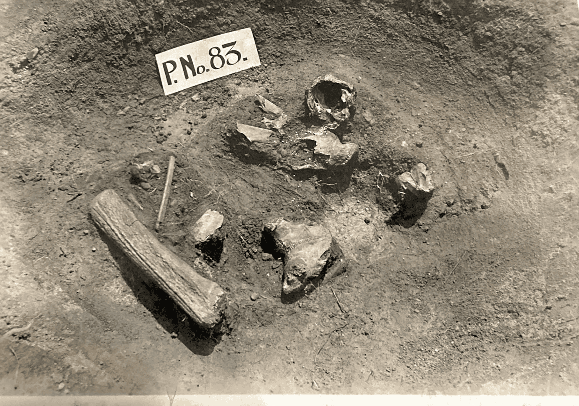 Photographs of the McFate Archeological Dig near Cochranton, Pennsylvania. Collection of the Crawford County Historical Society