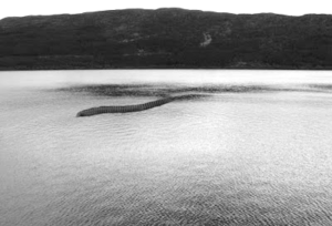 sea serpent Japan
